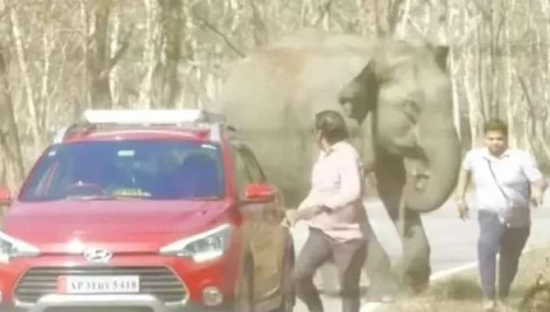 فيل هندى يرفض ”سيلفي” مع سائح!
