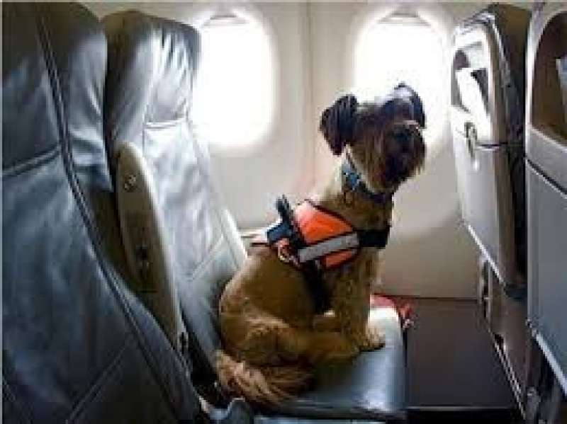 ركاب الطائرة: أخرجوا هذا الكلبة .. وفضلاتها!!