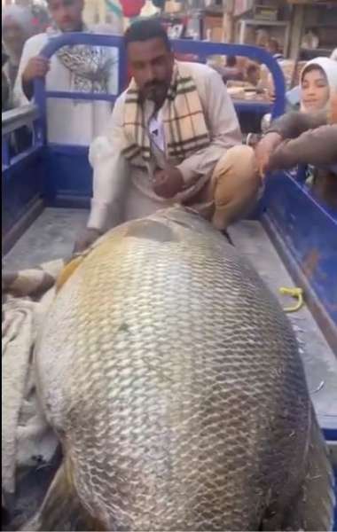 خير النهر مالوش آخر .. صيادون فى المنيا يعثرون على سمكة بلطى وزنها 160 كيلوجرام في النيل!