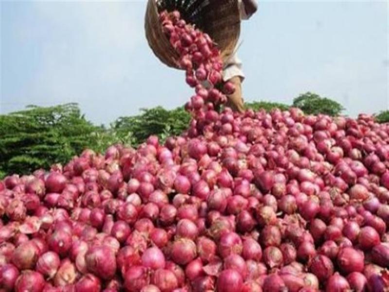 ”التصديري للحاصلات الزراعية” يطالب ”مجلس الوزراء” بفتح باب تصدير البصل