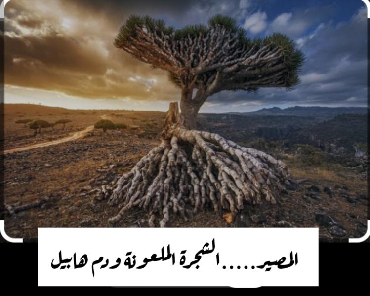 ”أشجارها نبتت من دم هابيل”.. سقطرى اليمنية بين الواقع والخيال