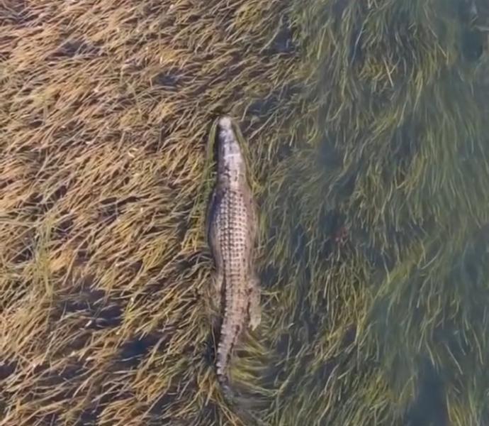 فيديو من أستراليا ، تمساح يشق طريقه وسط نباتات النهر