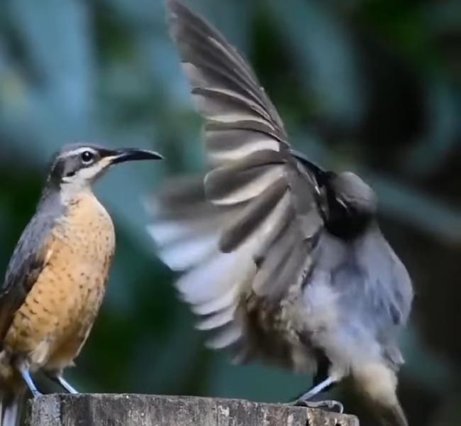حتى في عالم الحيوان، رقصة طائر فيكتورياس لم تلفت انتباه الأنثى !