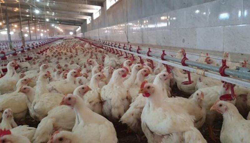 ”خليها تقاقي وما تلاقي”، حملة مقاطعة الدجاج فى الأردن تشعل الأسواق وتطارد التجار!